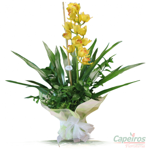 Orquideas 46