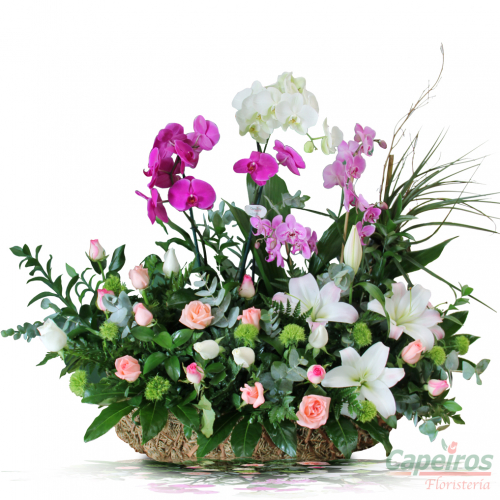 Orquideas 48