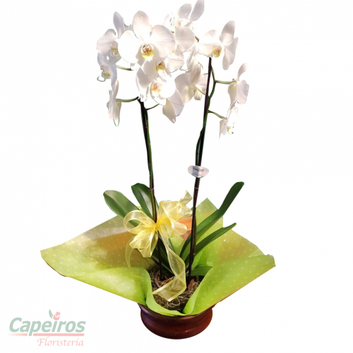 Orquideas 49