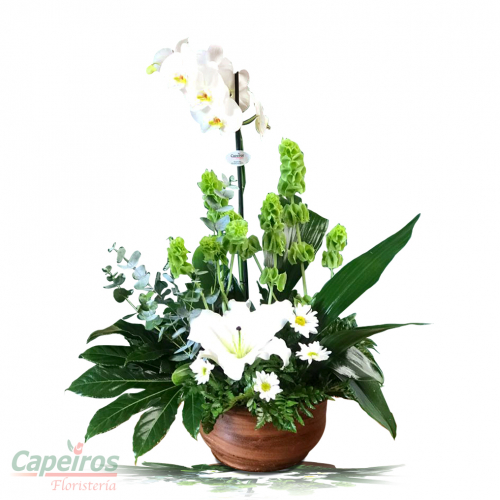 Orquideas 47