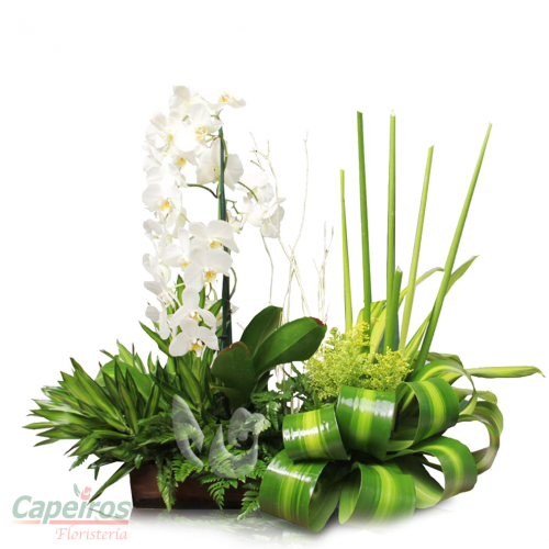 Orquideas 52
