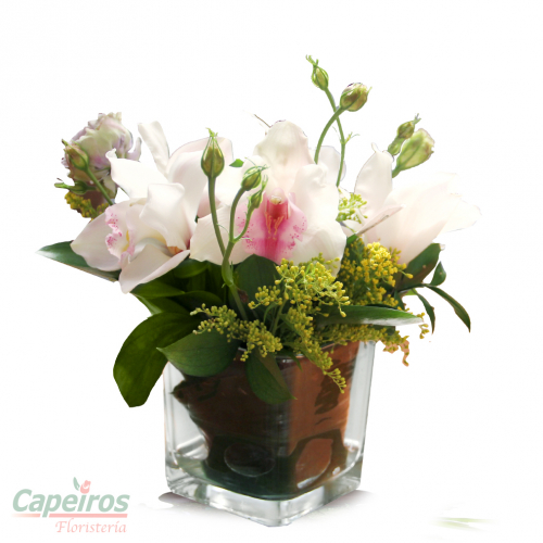 Orquideas 53