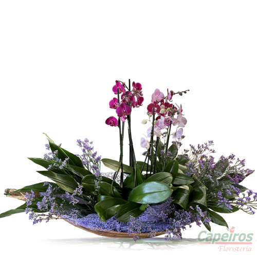 Orquideas 54
