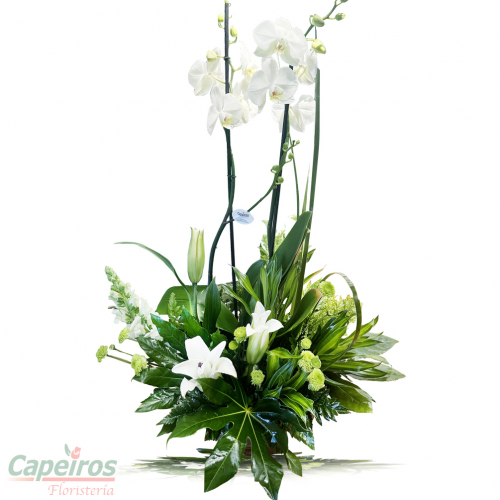 Orquideas 57