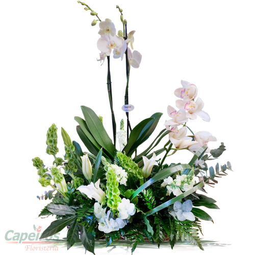 Orquideas 58