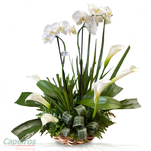 Orquideas 59