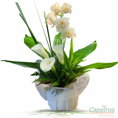 Orquideas 60
