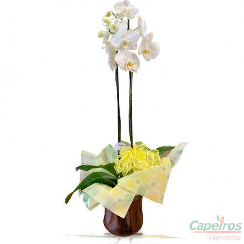 Orquideas 62
