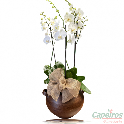 Orquideas 65