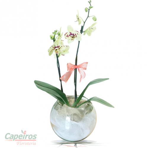 Pecera Orquideas 01