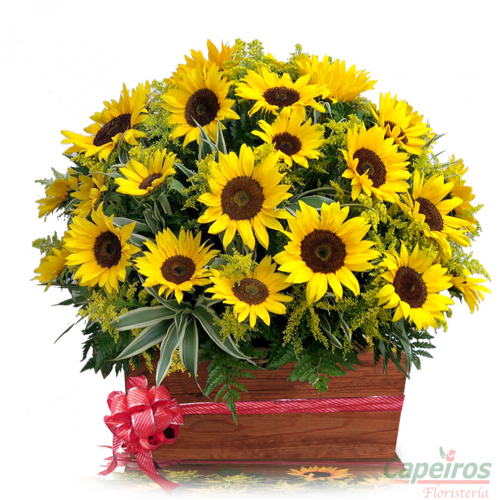 Girasoles 03