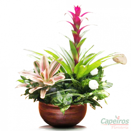 Orquideas 26