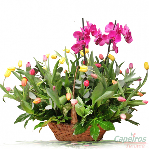 Canasta de Tulipanes (36 Tulipanes)
