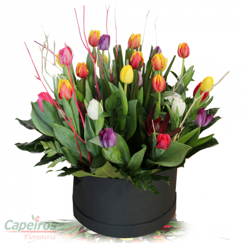 Caja de Tulipanes 3  (24 Tulipanes)