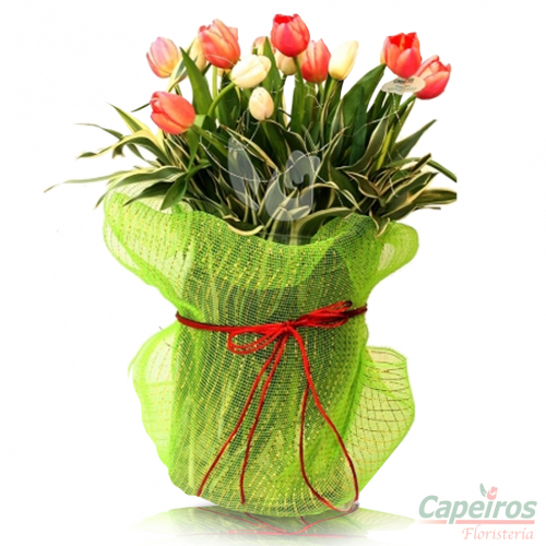 Tulipanes 06 (12 Tulipanes)
