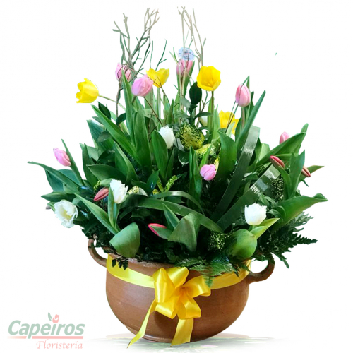 Tulipanes 44 (18 Tulipanes)