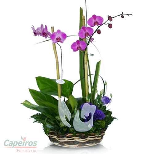 Orquideas 25