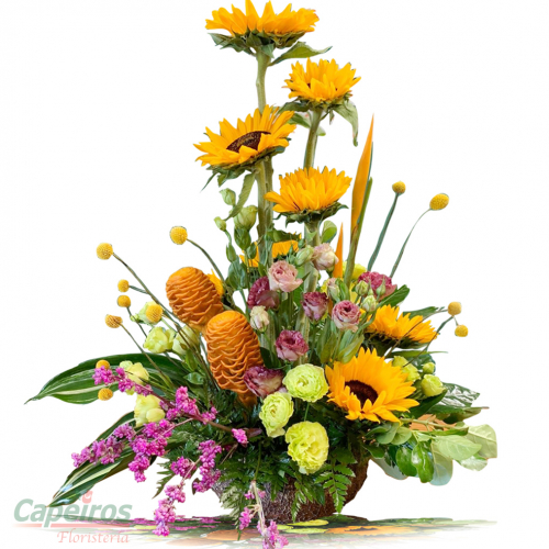Girasoles 11