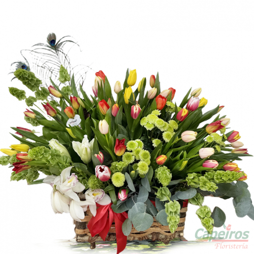 Tulipanes 48