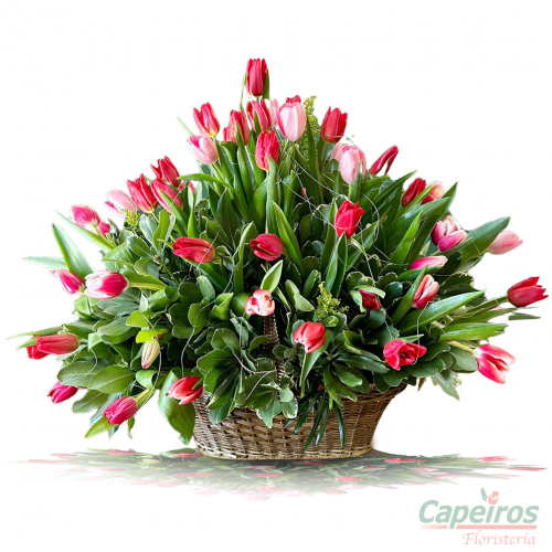 Tulipanes 55 (60 tulipanes)