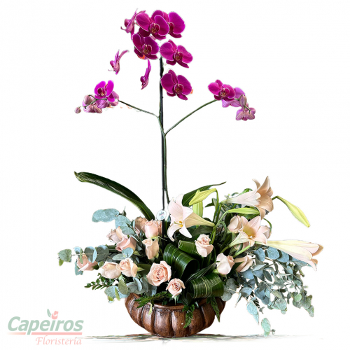 Orquideas 71