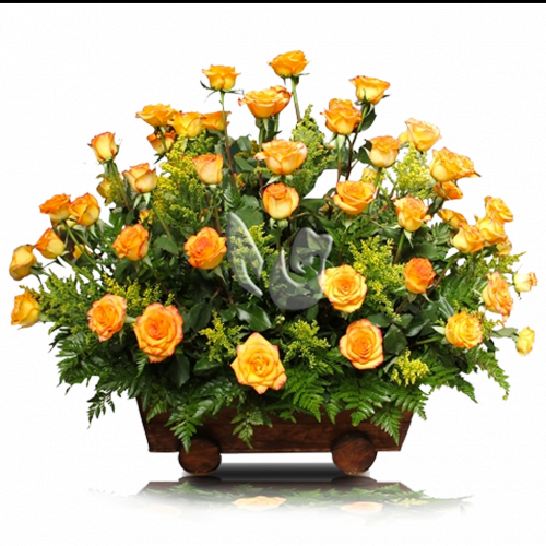 Rosas 001