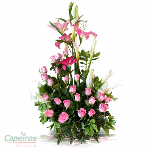 Rosas 160