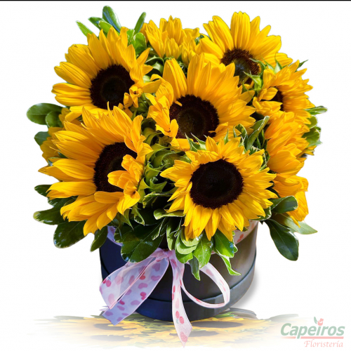 Caja de Girasoles 02