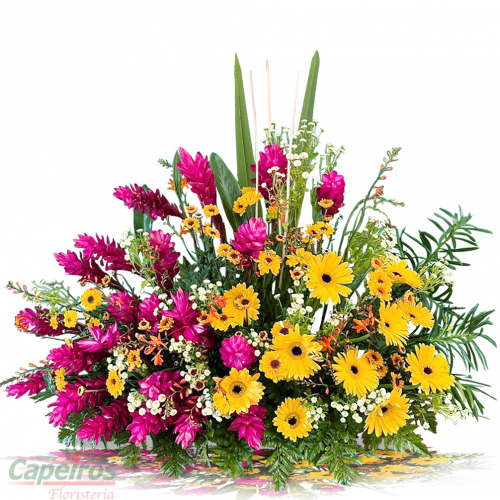 Primaverales 141