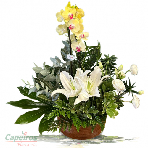 Orquideas 80