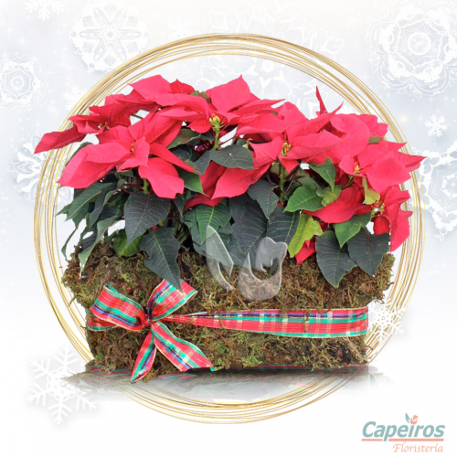 Jardinera Navideña 02