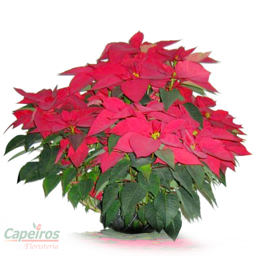 Pascua Frondosa Mediana