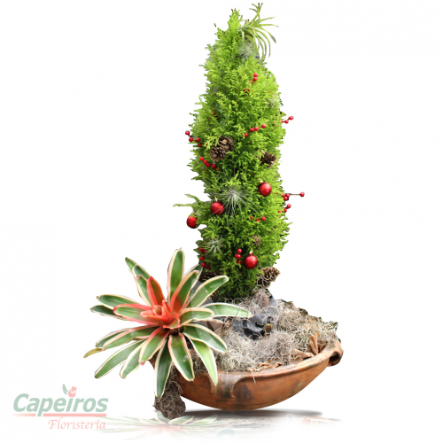 Ciprés Natural (Llamar a tienda por precio)