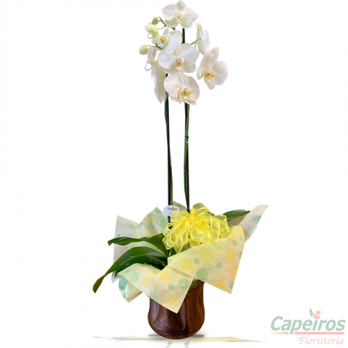 Orquideas 62