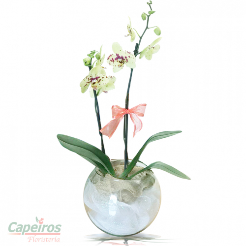 Pecera con Orquideas 01