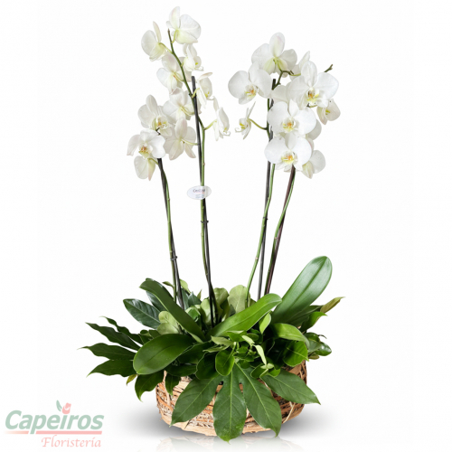 Orquideas 70