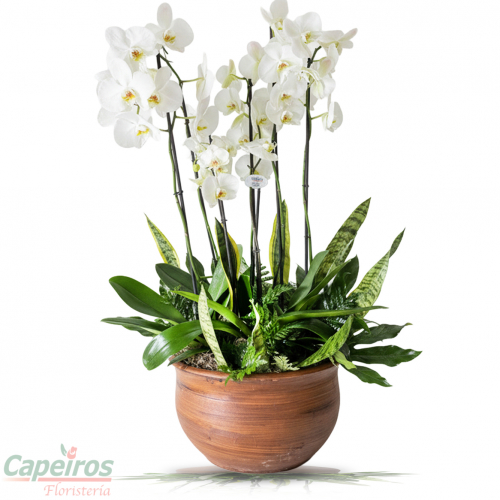 Orquideas 77