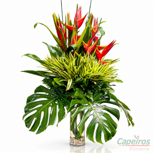 Tropical 08